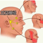 三叉神经分布图
