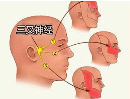三叉神经的分布