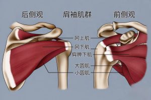 肩袖结构